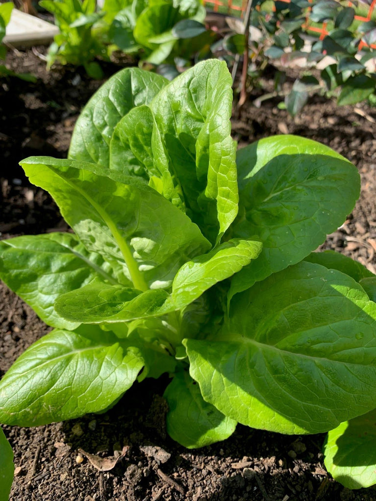 Leafy Greens